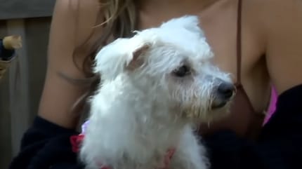 Une chienne maltipoo âgée