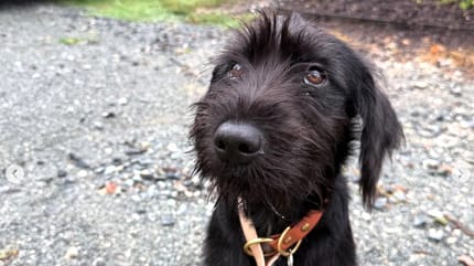 Une chienne noire abandonnée