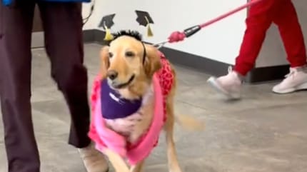 Une chienne qui célèbre sa bataille contre le cancer