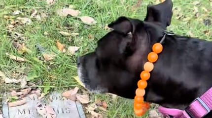 Une chienne qui découvre une tombe