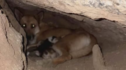 Una famiglia di cani