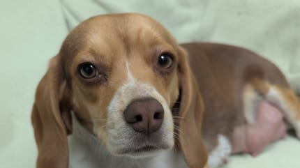 Eine trächtige Beagle-Hündin