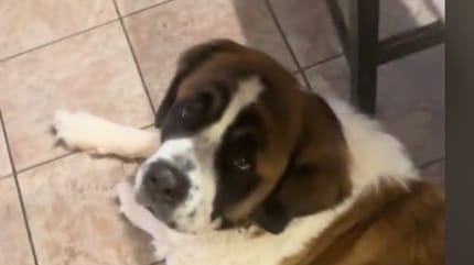 Une femelle Saint-Bernard