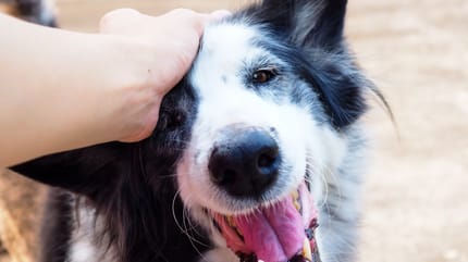 Une femme câlinant son chat