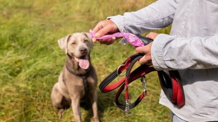 Une femme qui prend un sac à crottes pour ramasser le caca de son chien
