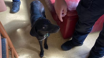Une petite chienne noire