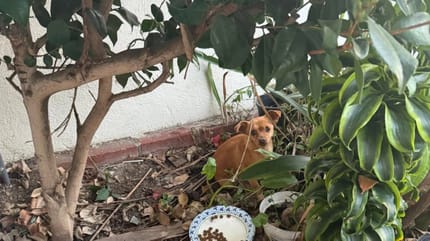 Una cagnolina pietrificata tra i cespugli