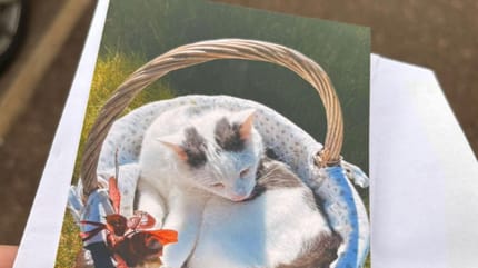 Une photo d'un chat blanc dans un panier