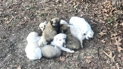 Une "pile" de chiots en pleine nature