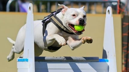 Flyball