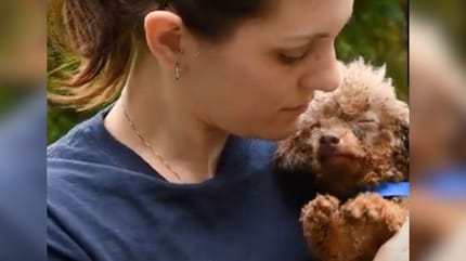 uratowany pies widzi światło słoneczne