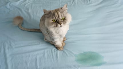 eliminare il forte odore di urina del gatto