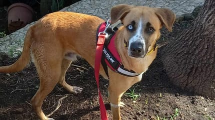Utah, à adopter