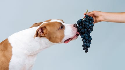 uva ai cani