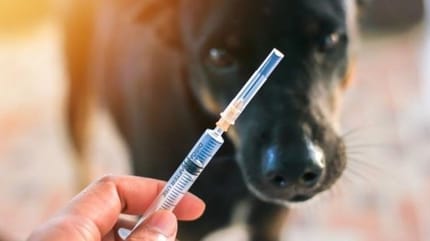 Est-ce important de vacciner son chien ou chat ?