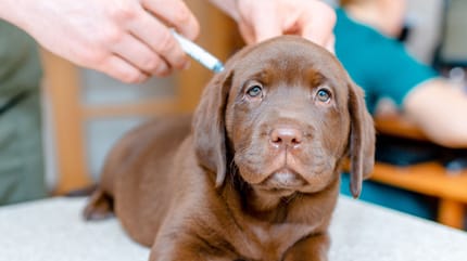 vaccini per cuccioli di cane