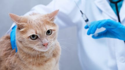 vaccini per gatti