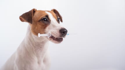 vaccino per la leishmaniosi del cane