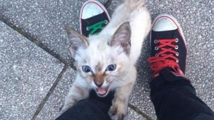 Errant, un adorable chat a choisi de lui-même qui serait son humain pour la vie