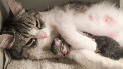 vente chat particulier