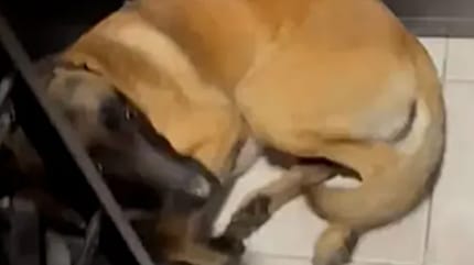 Verängstigter Malinois liegt in der Ecke