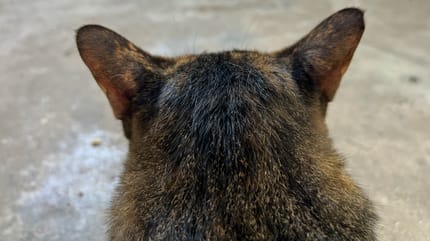 Verblüffende Ähnlichkeit