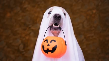 Verkleideter Hund an Halloween