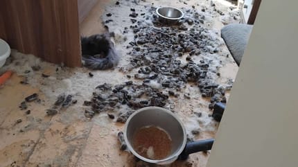 Verwahrloste Wohnung voller Fäkalien