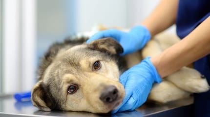 Vestibularsyndrom: Hund beim Tierarzt