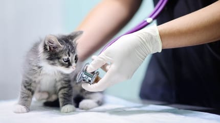 vétérinaire chaton