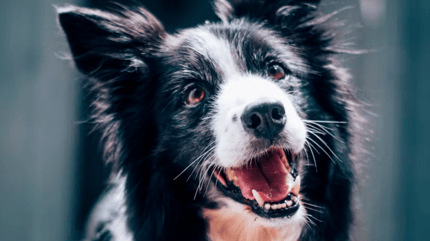 Vibrissen beim Hund