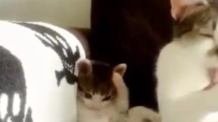 chaton qui imite sa maman