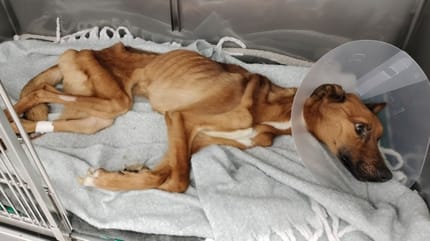 Perro no es más que piel y huesos