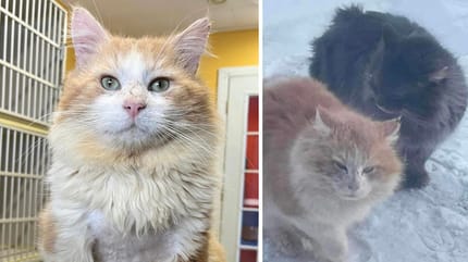 Victor y Hugo, dos gatos callejeros de pelo largo