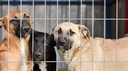 Viele Hunde warten in deutschen Tierheimen auf ein neues Zuhause