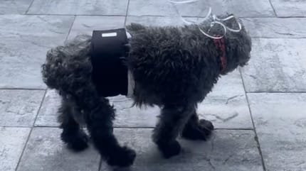 Vieux chien