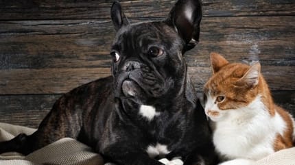 vieux chien et chat