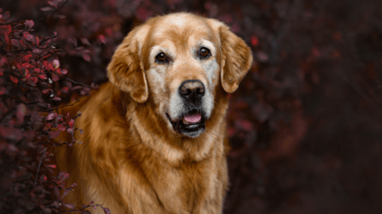 Labrador