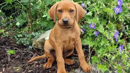 Vizslador