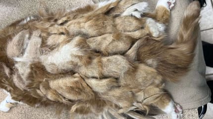 Völlig verfilzte Katze