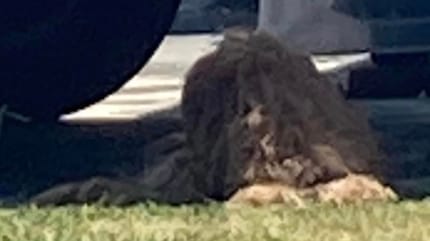 voiture chien soleil