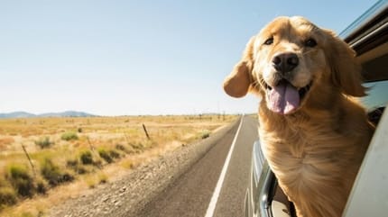 transport chien voiture