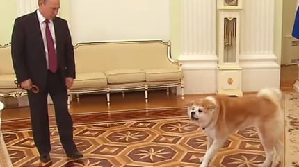 Les chiens de Vladimir Poutine embêtent le monde