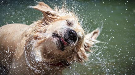 warum schütteln sich hunde ständig