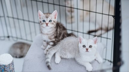 Was kosten Katzen aus dem Tierheim?