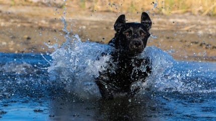 Wasservergiftung beim Hund
