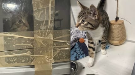 Weer kat gevonden in dichtgeplakte kattenbak