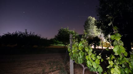 Weinberg bei Nacht
