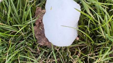 Weiße, schaumige Substanz auf Gras