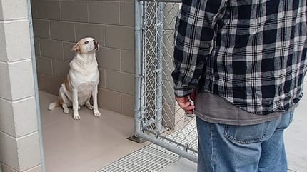 Witte hond in kennel kijkt naar man